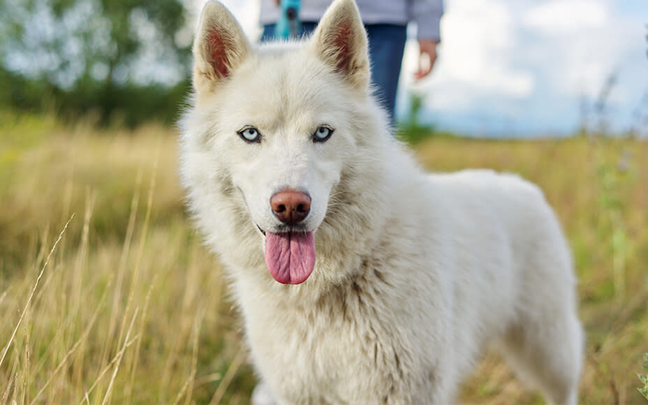 White Dog Breeds