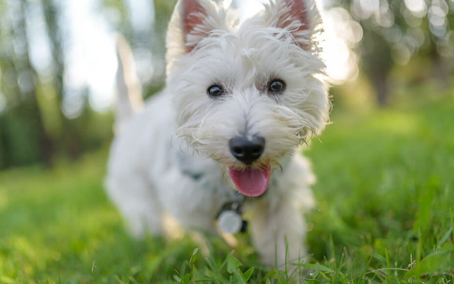 White Dog Breeds