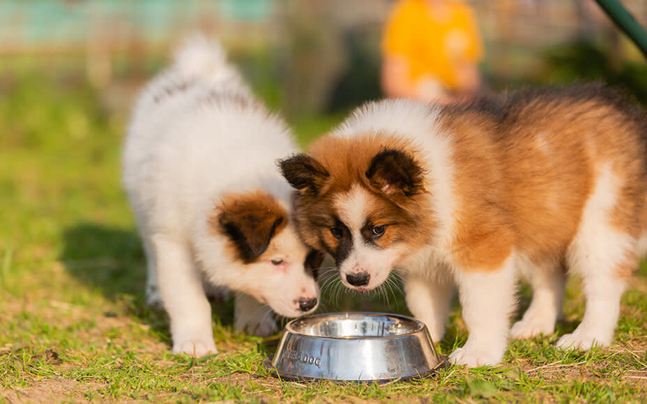 Healthy Pet Food