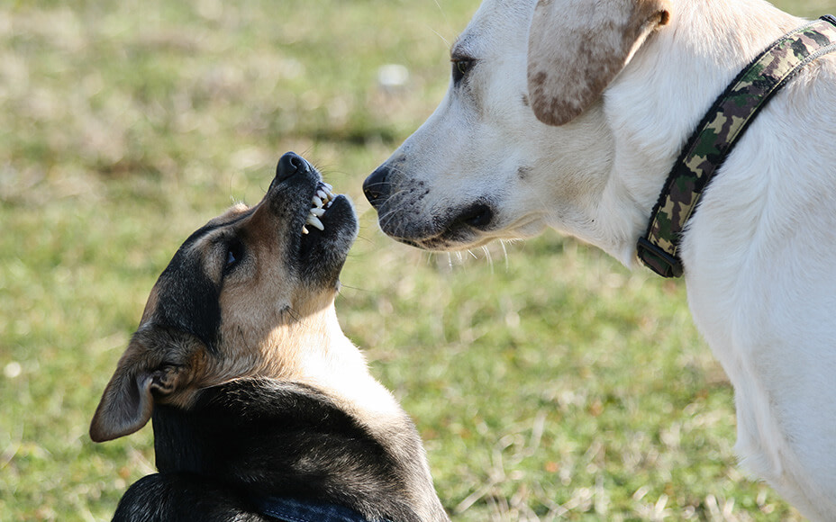 Senior Dog Doesn't Accept Puppy