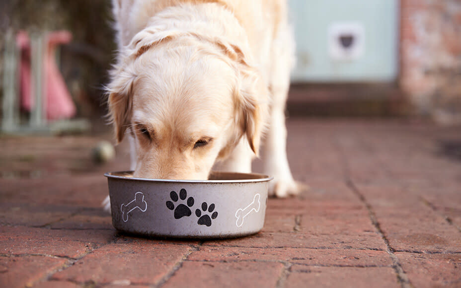 Obesity in Dogs