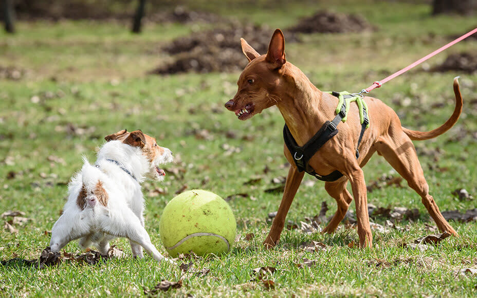 Aggressive Behavior in Dogs