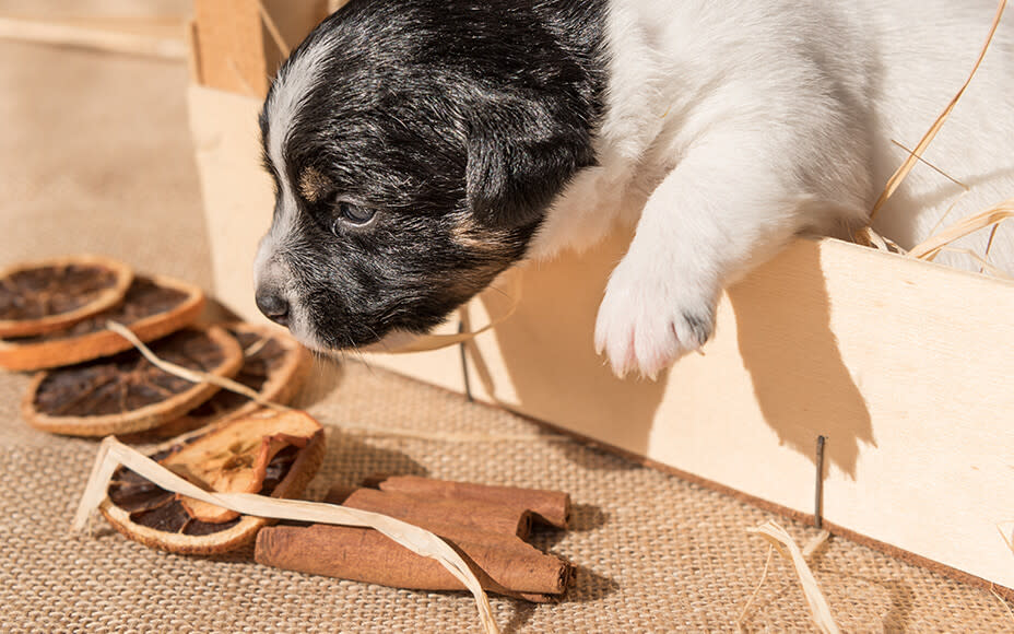 Can Dogs Eat Cinnamon