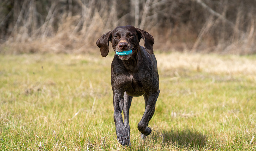 Obesity in Dogs