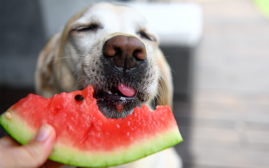 Which Fruits Are Safe for Dogs