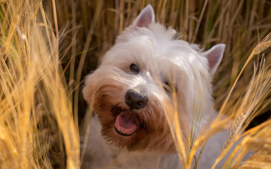 Feed Grain-Free Food to My Dog