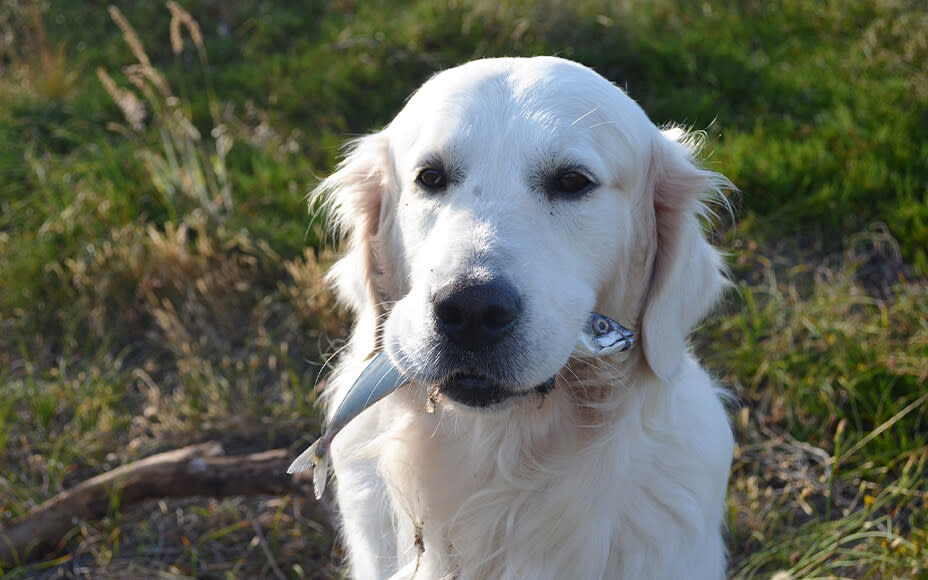 Can Dogs Eat Sprats