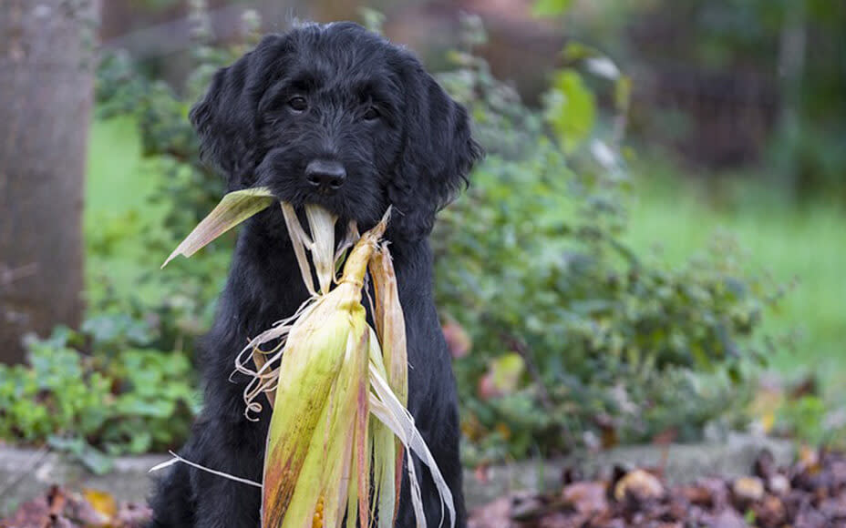 Can Dogs Eat Corn