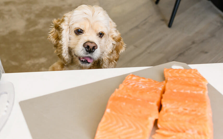 Can Dogs Eat Salmon