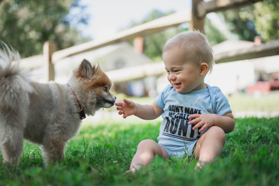 Giardia in Dogs