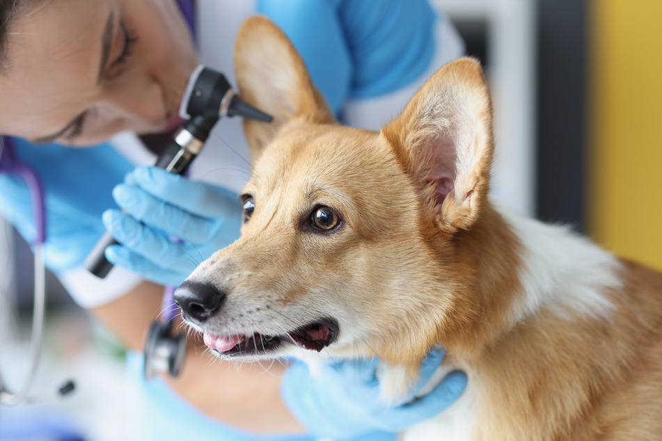 Cleaning Dog Ears