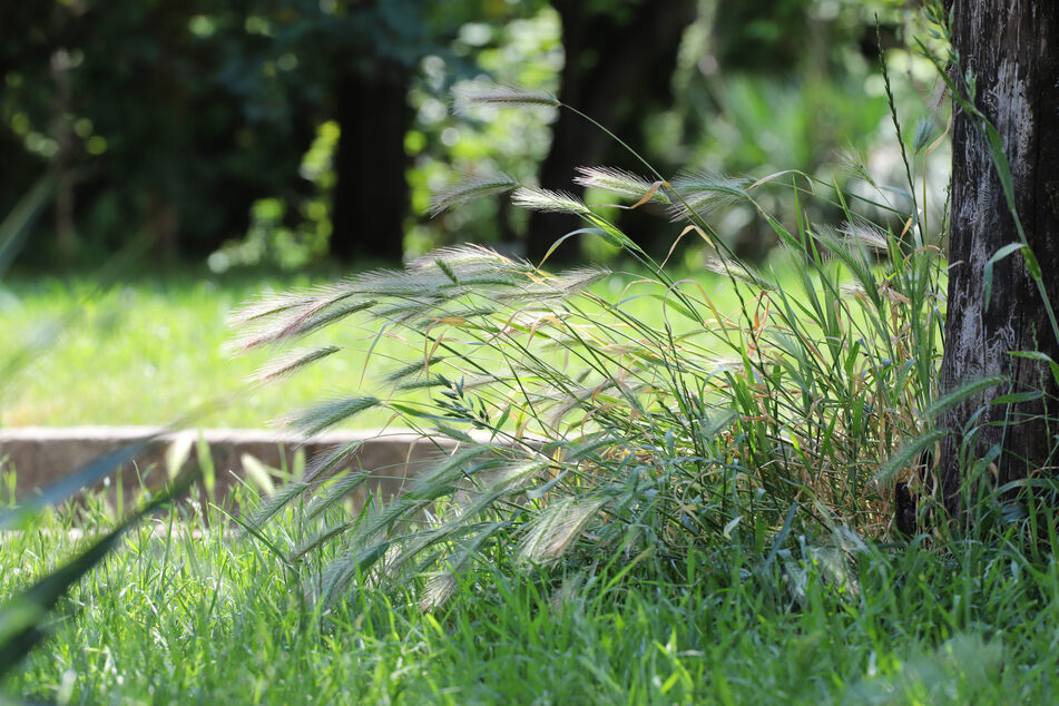 Foxtails in Dogs