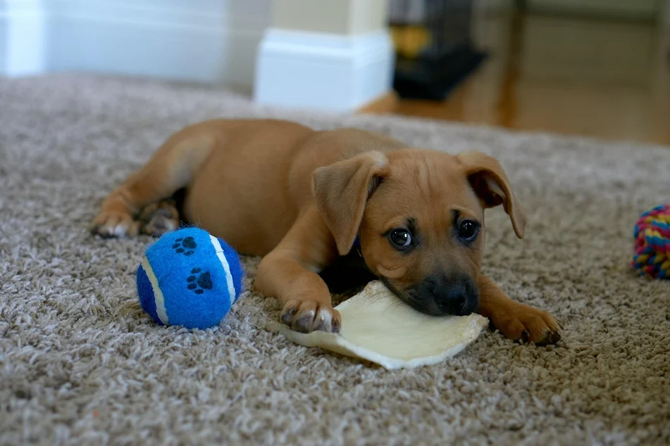 Dog licking the Floor