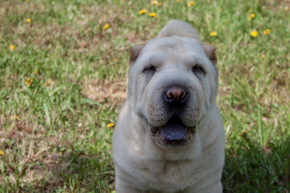 Dog Breeds With Blue Tongues