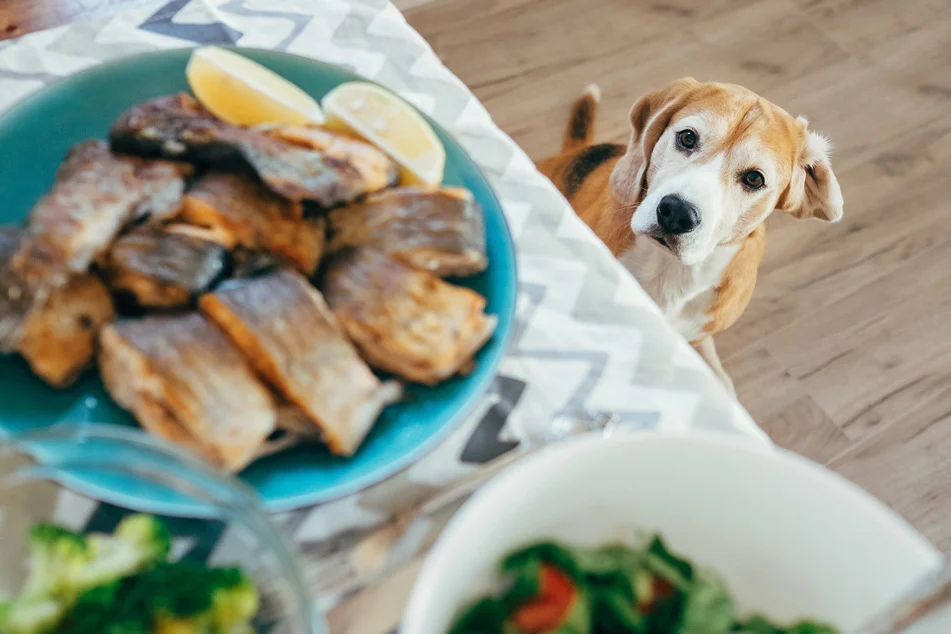 Dog steals Food