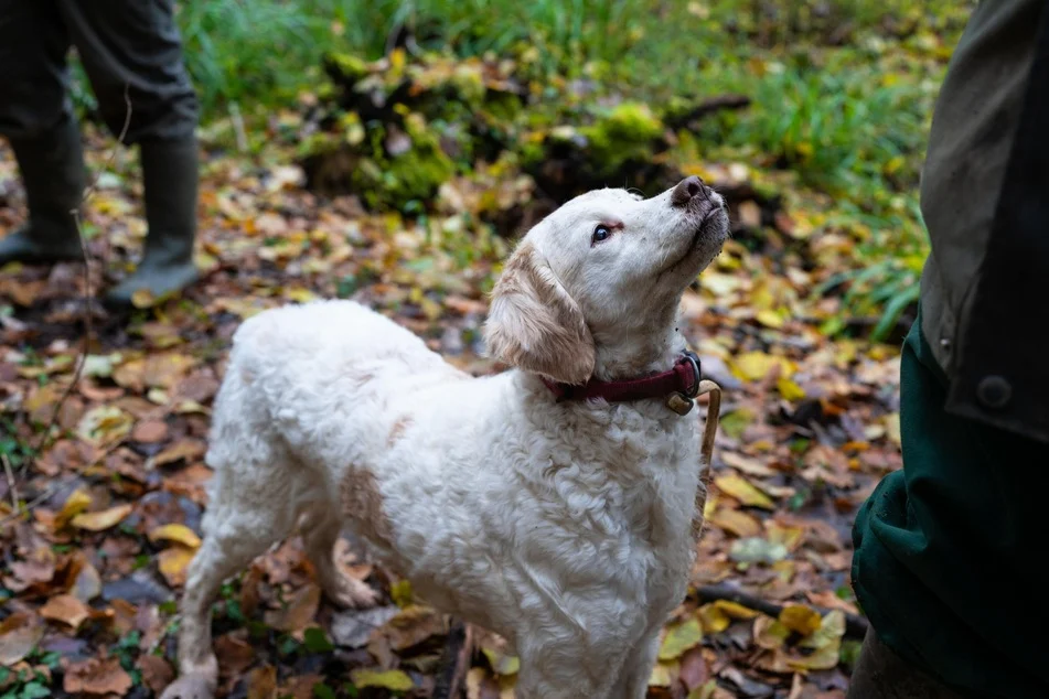 T-Position in Dogs