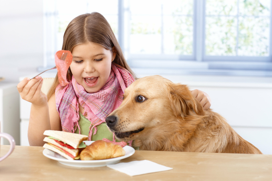 Dog steals Food