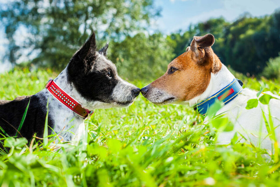 Heat Cycle in Female Dogs