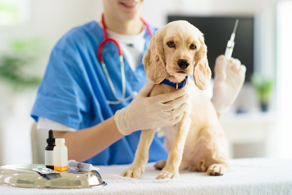 Dog Vaccinations