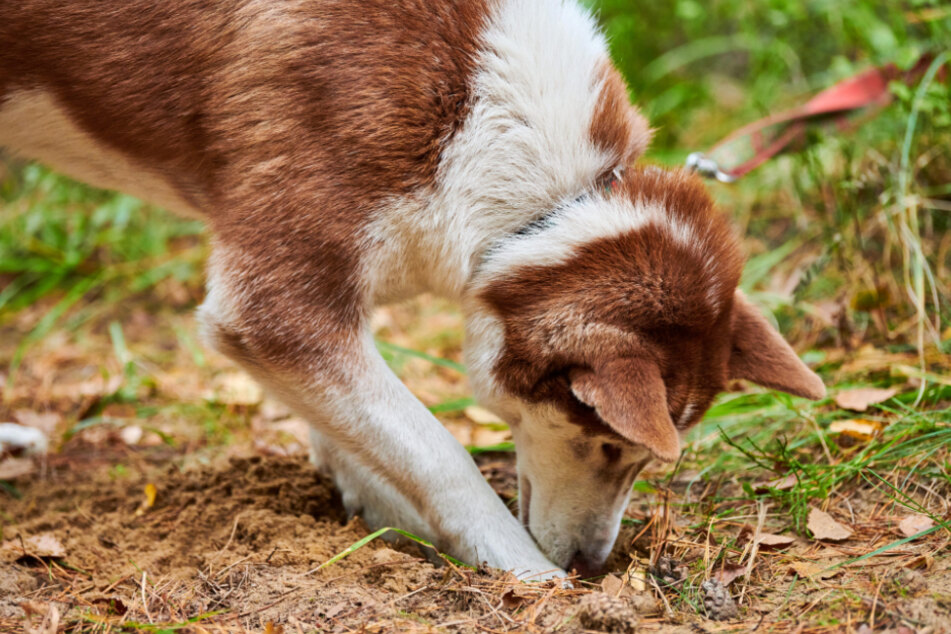 Dog eats Dirt