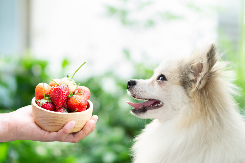 Can Dogs eat Strawberries