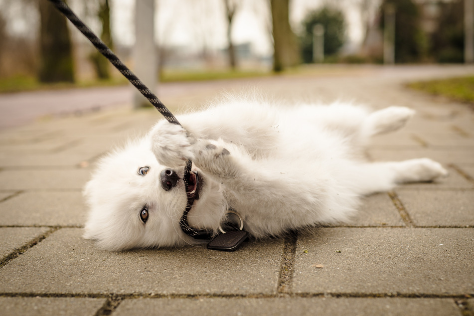 Dog bites leash