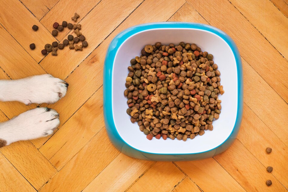 best dog food