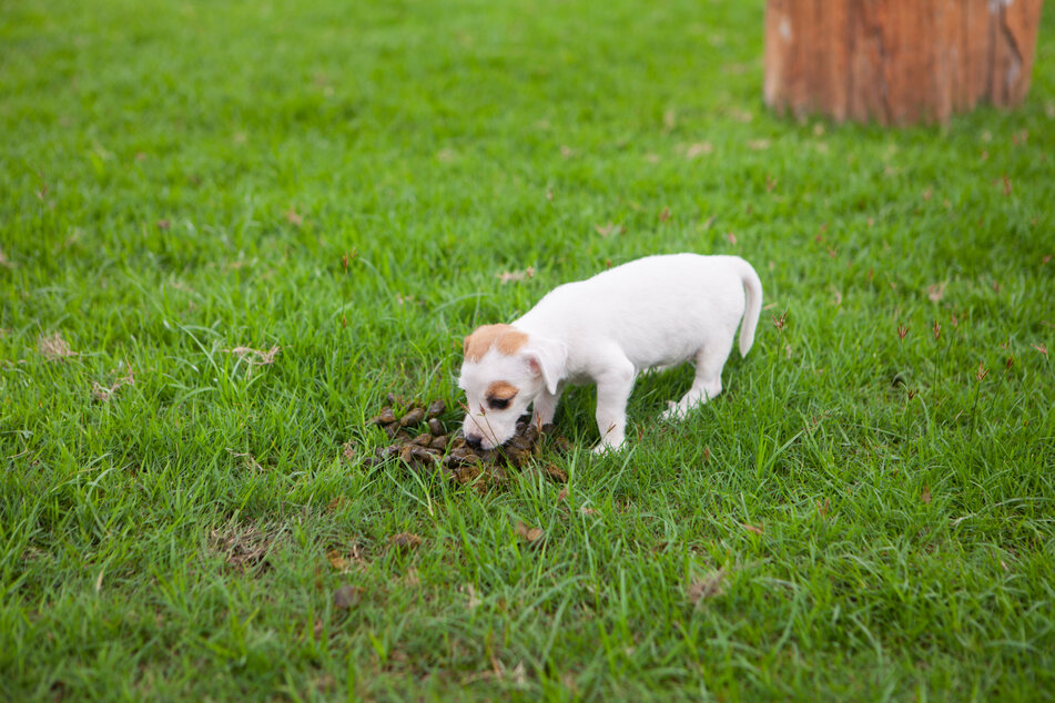 Dog eating Feces