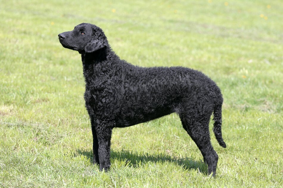 Dogs with Curls