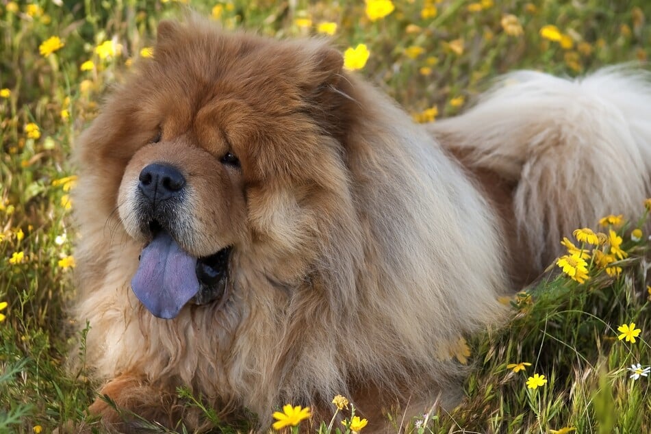 Dog Breeds With Blue Tongues