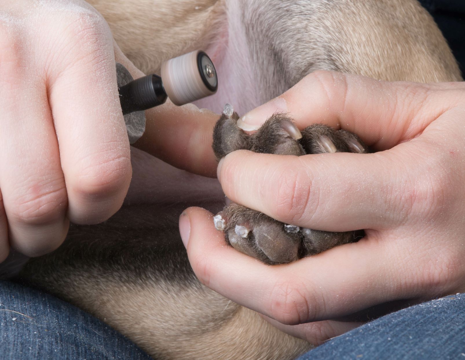 Trimming Dog Nails