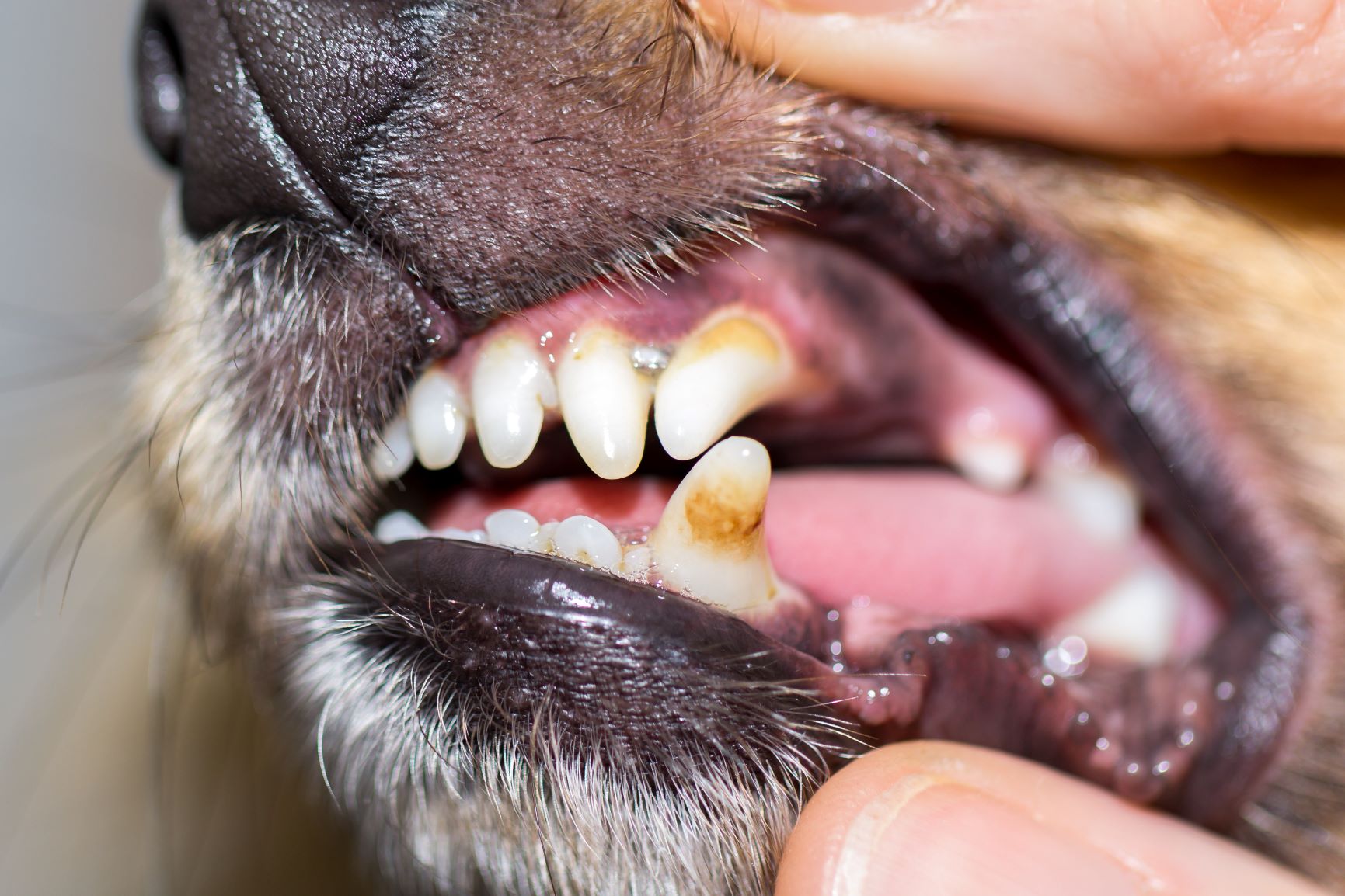 Dental Care for Dogs