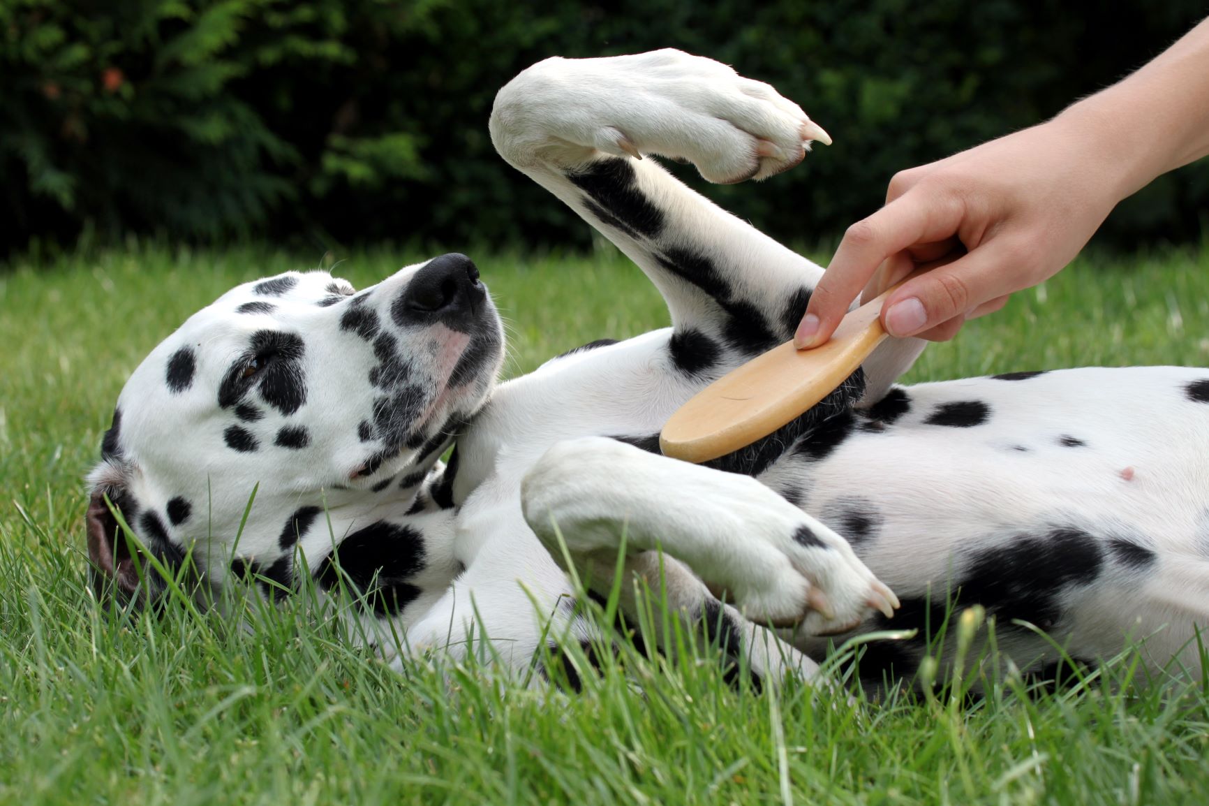 Coat Care for Dogs