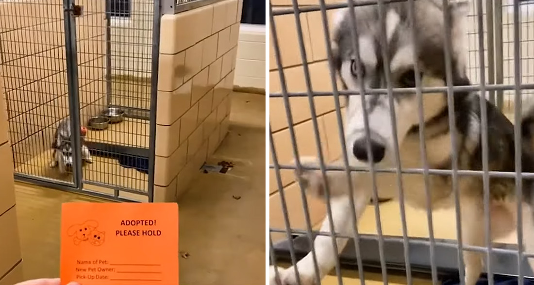 Adorable Husky Freaks Out After Learning He’s Going to be Adopted!