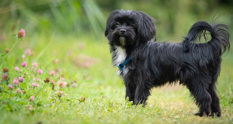 Affenpinscher: Dog Breed Characteristics & Care