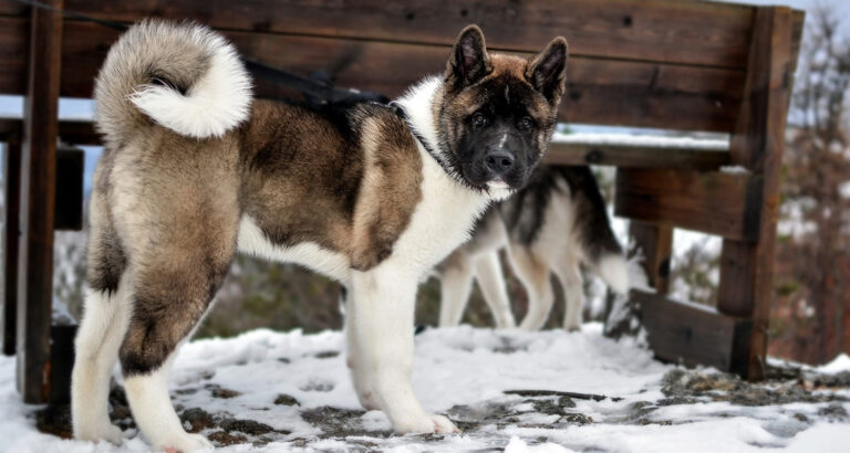 American Akita: Dog Breed Characteristics & Care