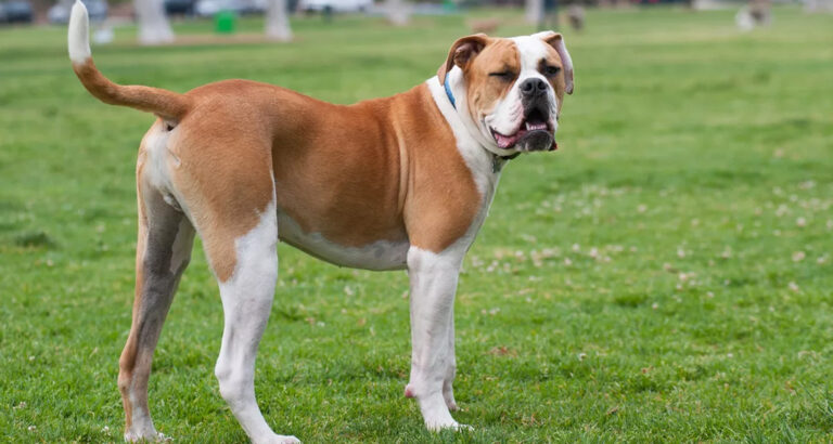 American Bulldog: Dog Breed Characteristics & Care