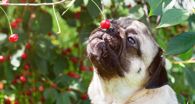 Are Dogs allowed to Eat Cherries?