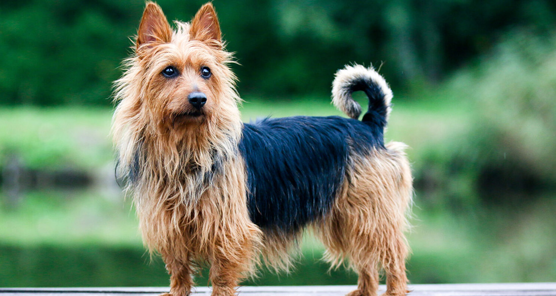 Australian Terrier: Dog Breed Characteristics & Care