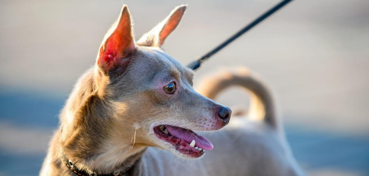 English Toy Terrier