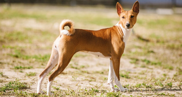 Basenjis: Why can’t this Dog Bark?