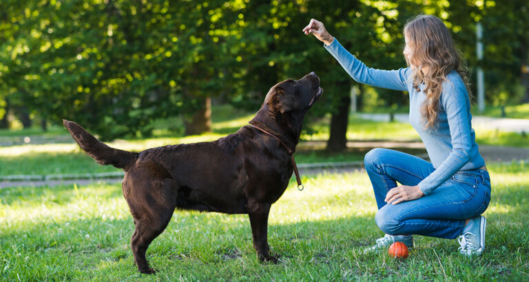 Basic Tips for Dog Training