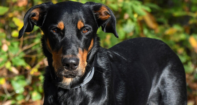 Beauceron: Dog Breed Characteristics & Care