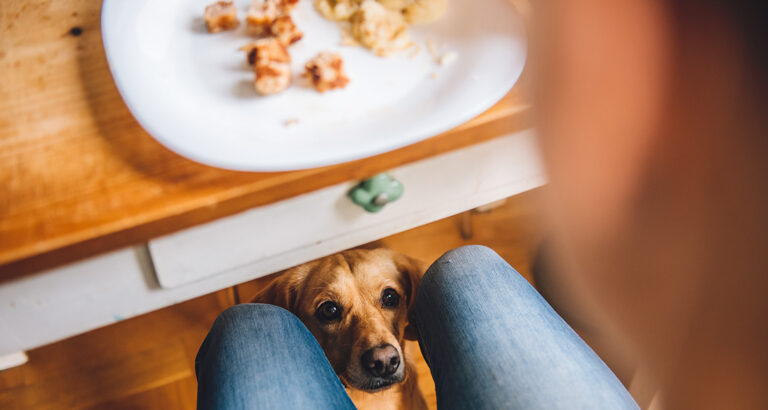 Breaking the Habit of Begging in Dogs