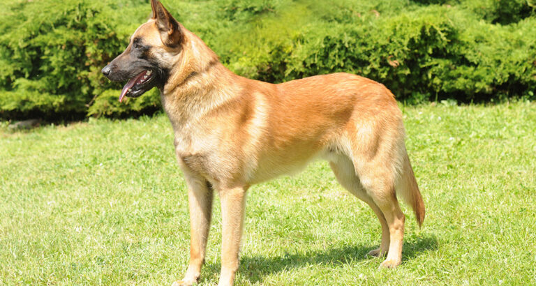 Belgian Shepherd: Dog Breed Characteristics & Care