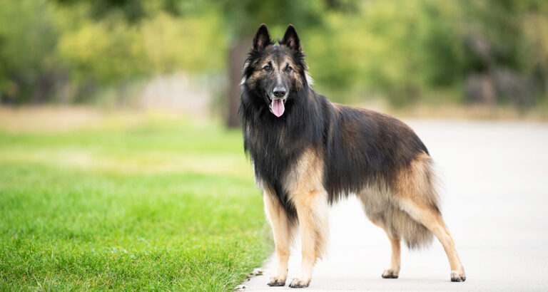 Belgian Tervuren (Terv): Dog Breed Characteristics & Care