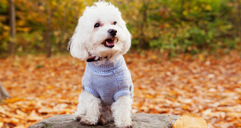 Bichon Frisé: Dog Breed Characteristics & Care