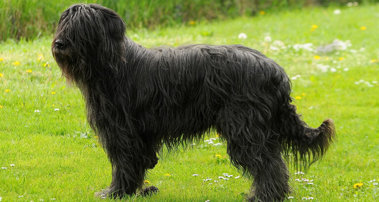 Briard: Dog Breed Characteristics & Care