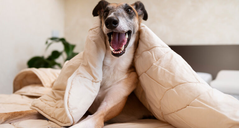 Calming an Overexcited Dog: Know these causes