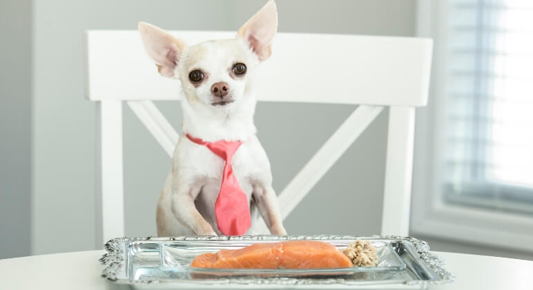 Can Dogs Eat Salmon